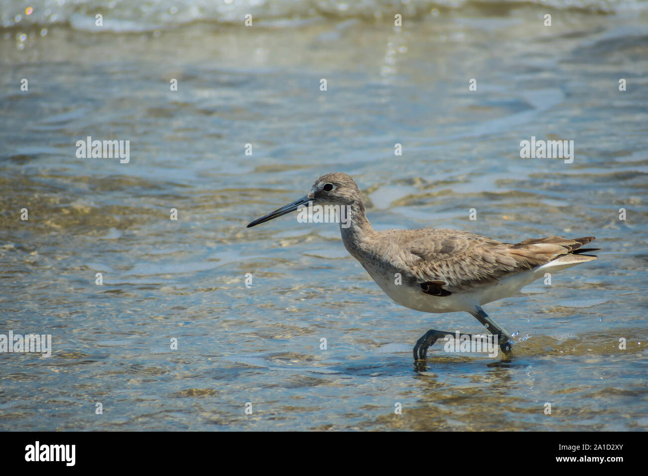 Un oiseau de Willet Padre Island NS, Texas Banque D'Images