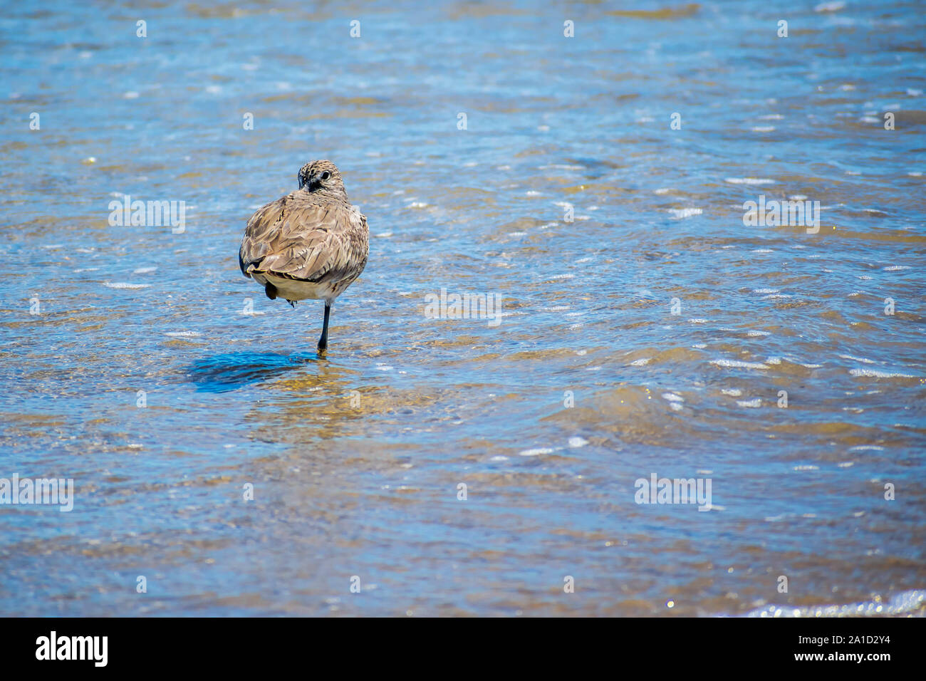 Un oiseau de Willet Padre Island NS, Texas Banque D'Images