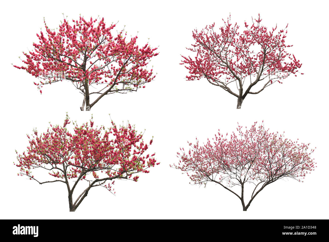 Collection d'arbres sur fond blanc Banque D'Images