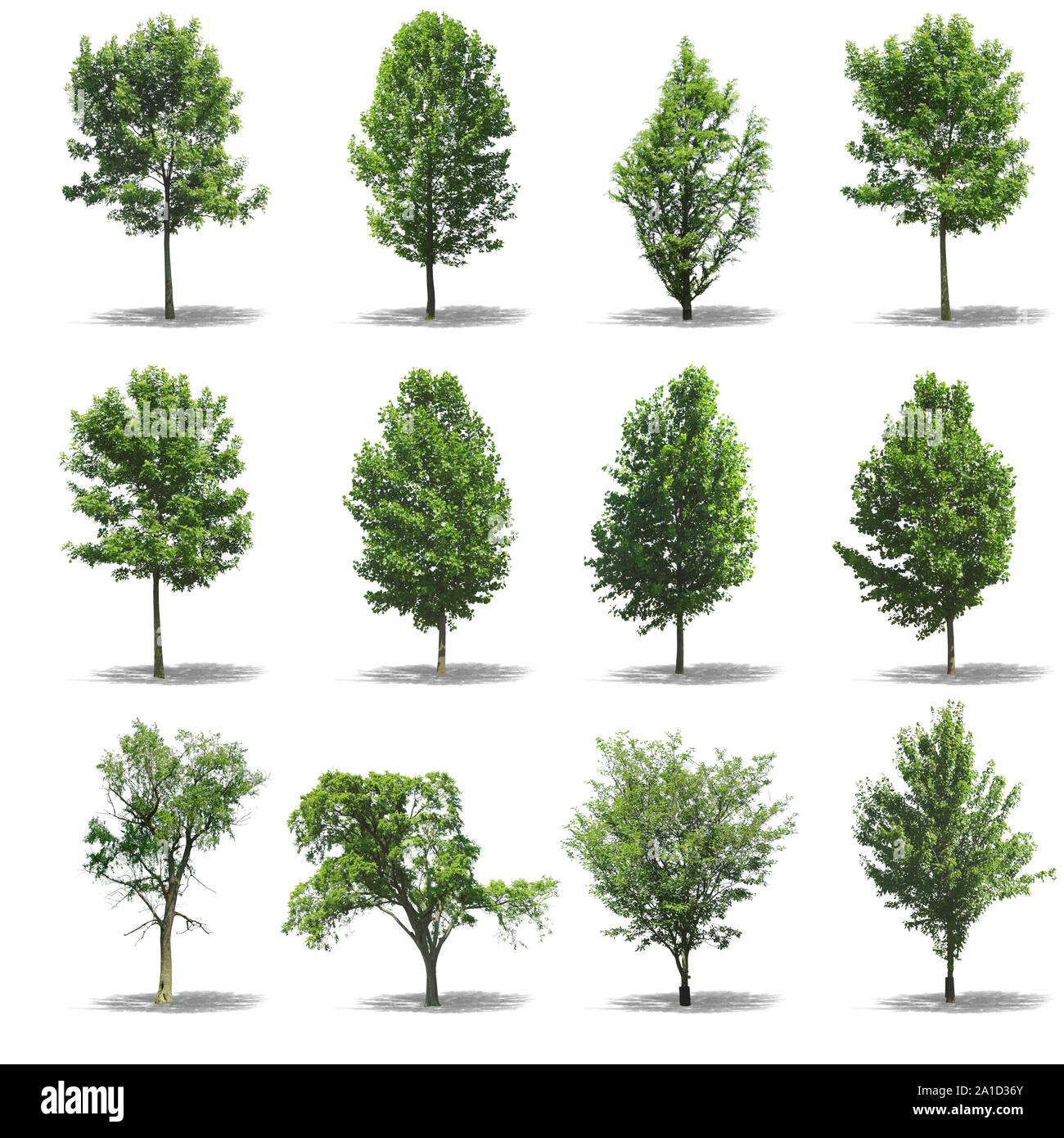 Collection d'arbres sur fond blanc Banque D'Images