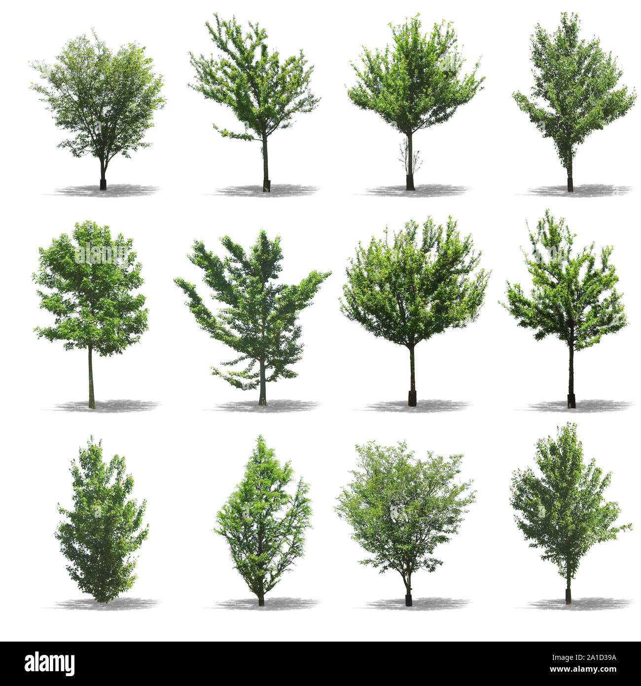 Collection d'arbres sur fond blanc Banque D'Images