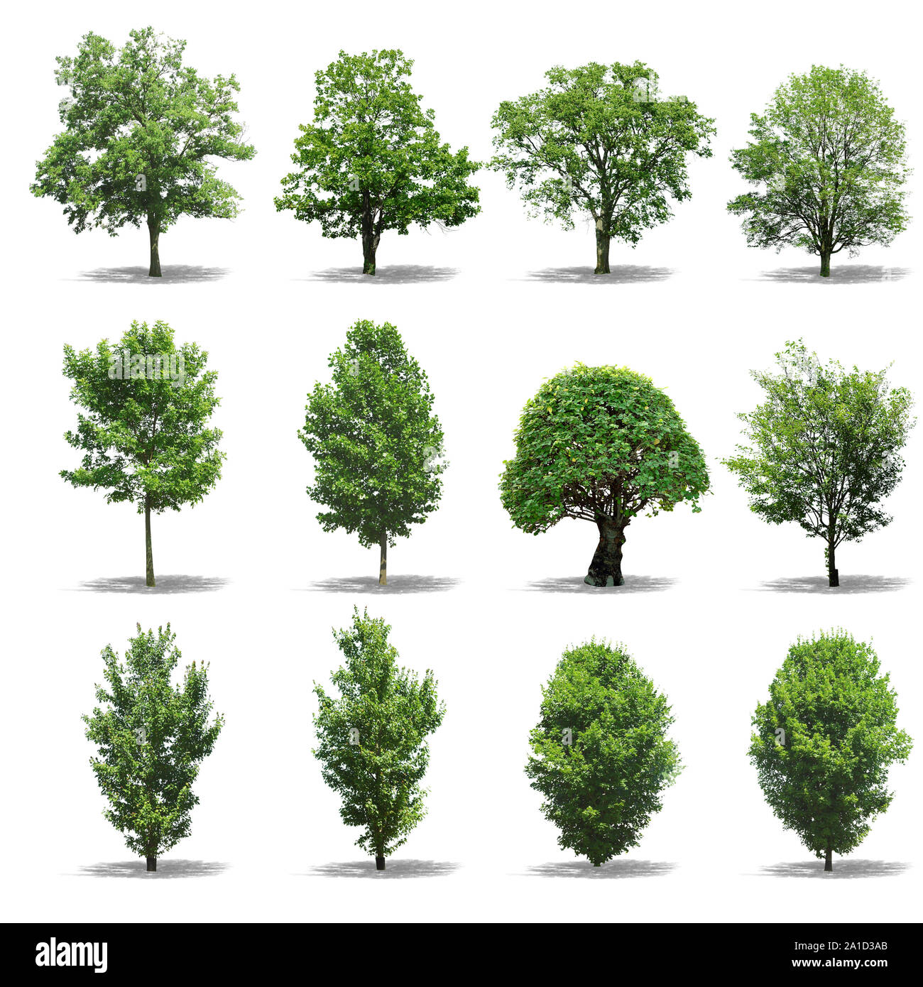 Collection d'arbres sur fond blanc Banque D'Images