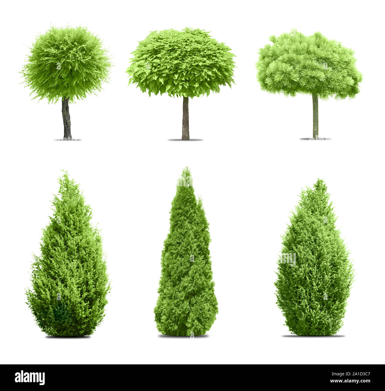 Collection d'arbres sur fond blanc Banque D'Images