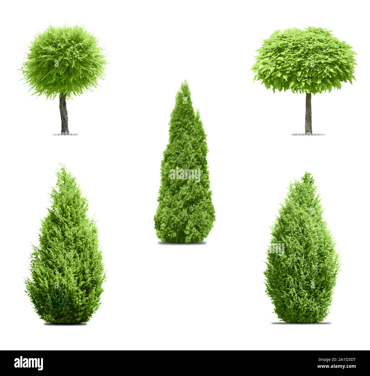 Collection d'arbres sur fond blanc Banque D'Images