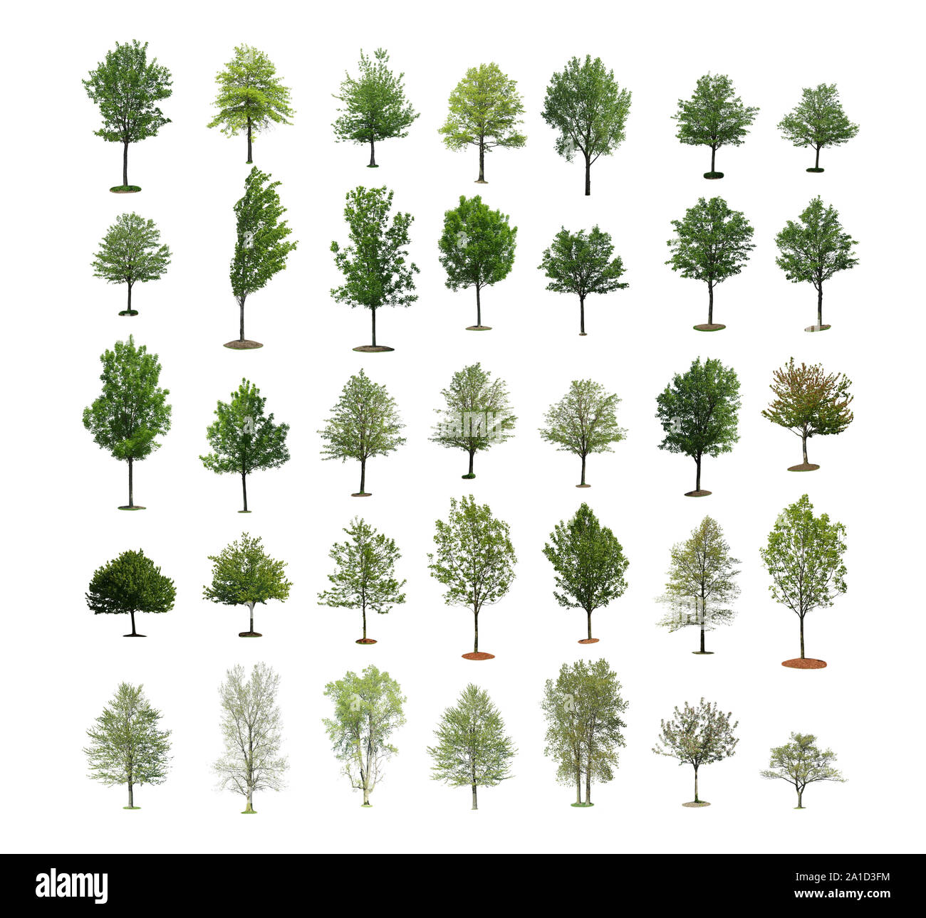 Collection d'arbres sur fond blanc Banque D'Images