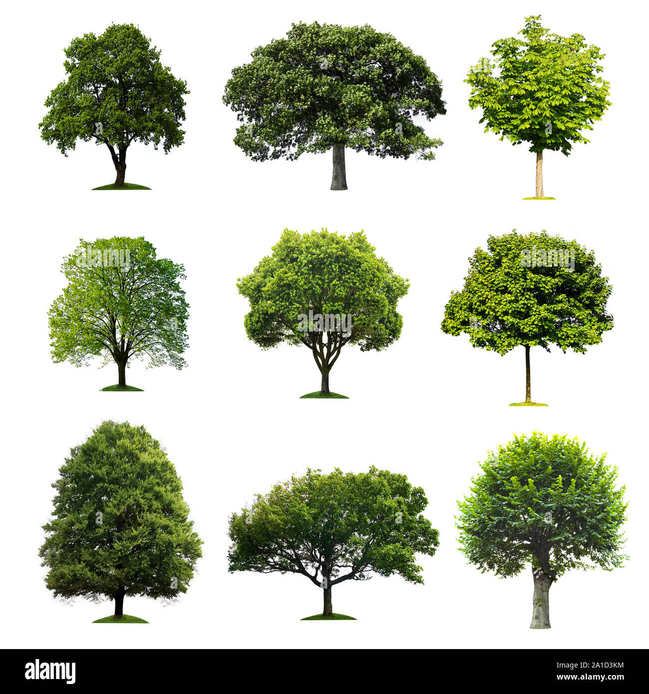 Collection d'arbres sur fond blanc Banque D'Images
