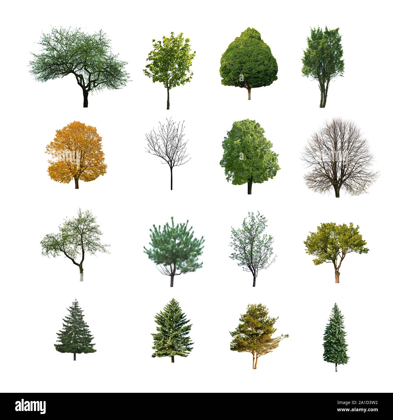 Collection d'arbres sur fond blanc Banque D'Images