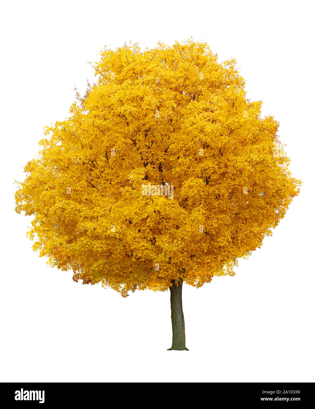 Collection d'arbres sur fond blanc Banque D'Images