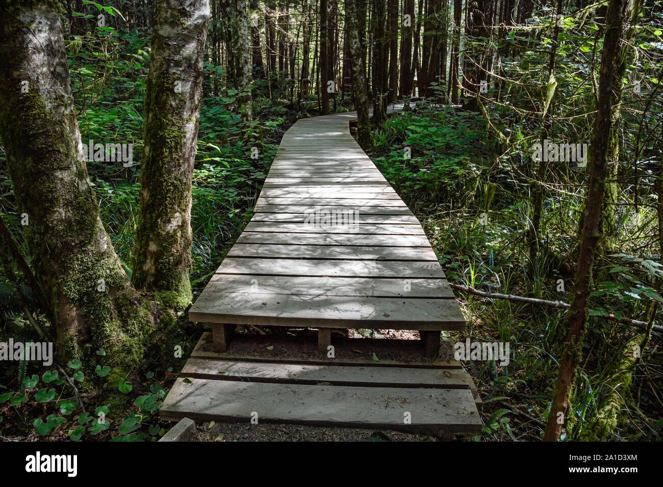 Vue sur la forêt allée en bordure du Pacifique l'île Victoria, Canada Banque D'Images