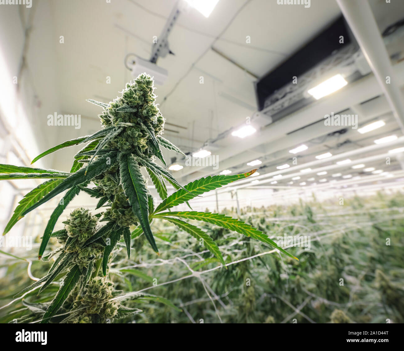 Les big bud marijuana accroché sur la version complète de plantes cultivées à la ferme d'entrepôt commercial Banque D'Images
