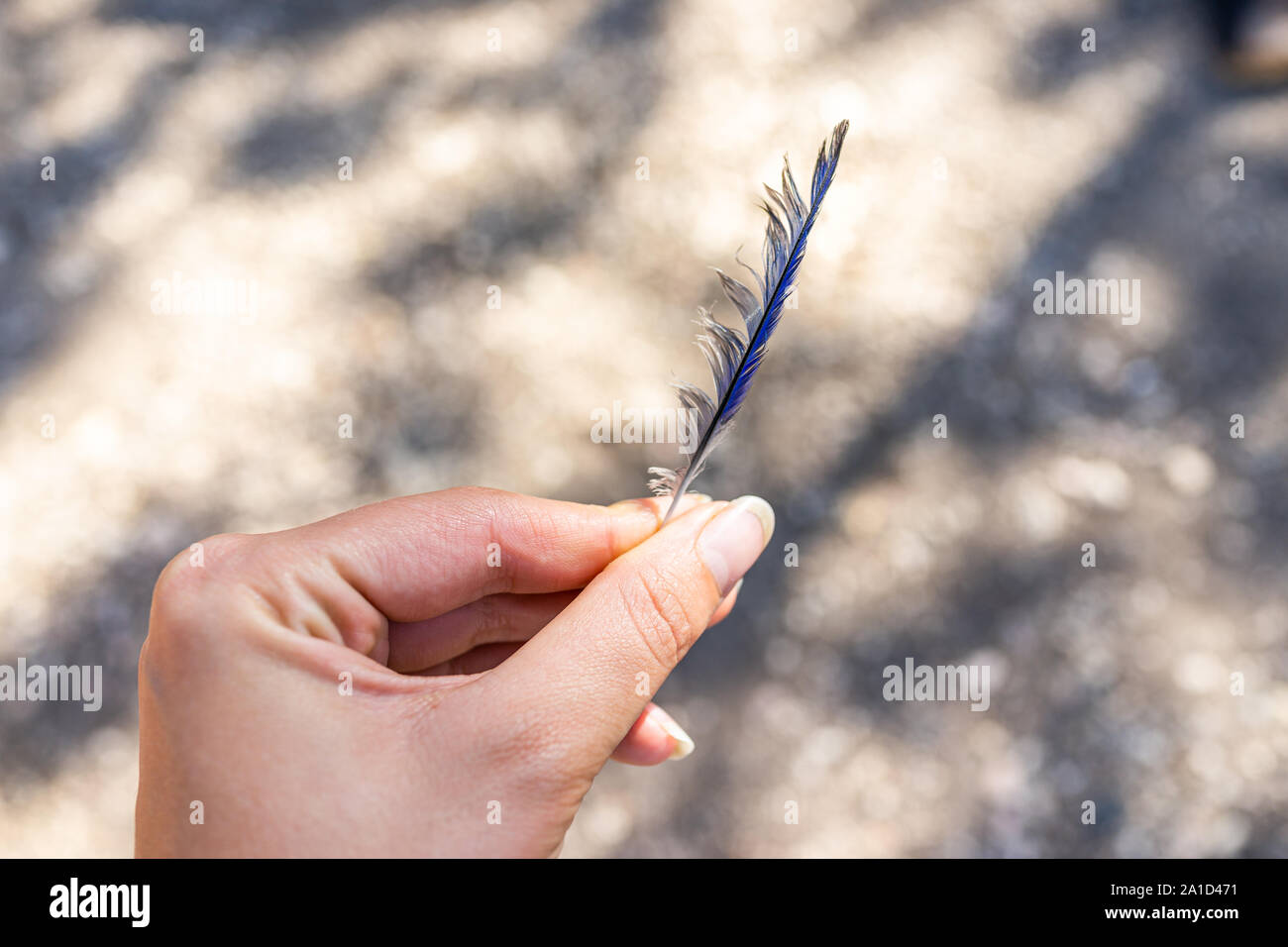 Libre de main tenant une plume d'oiseau bleu jay stellaire en Amérique du camping au Parc National de Bryce Canyon Banque D'Images