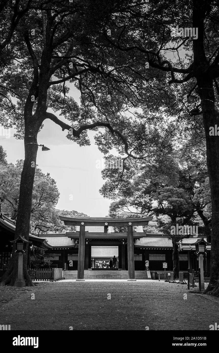DEC 5, 2018 Tokyo, Japon - Meiji Jingu grand grand Torii en bois historique sous les grands arbres avec des touristes - plus important lieu de culte et la ville gr Banque D'Images