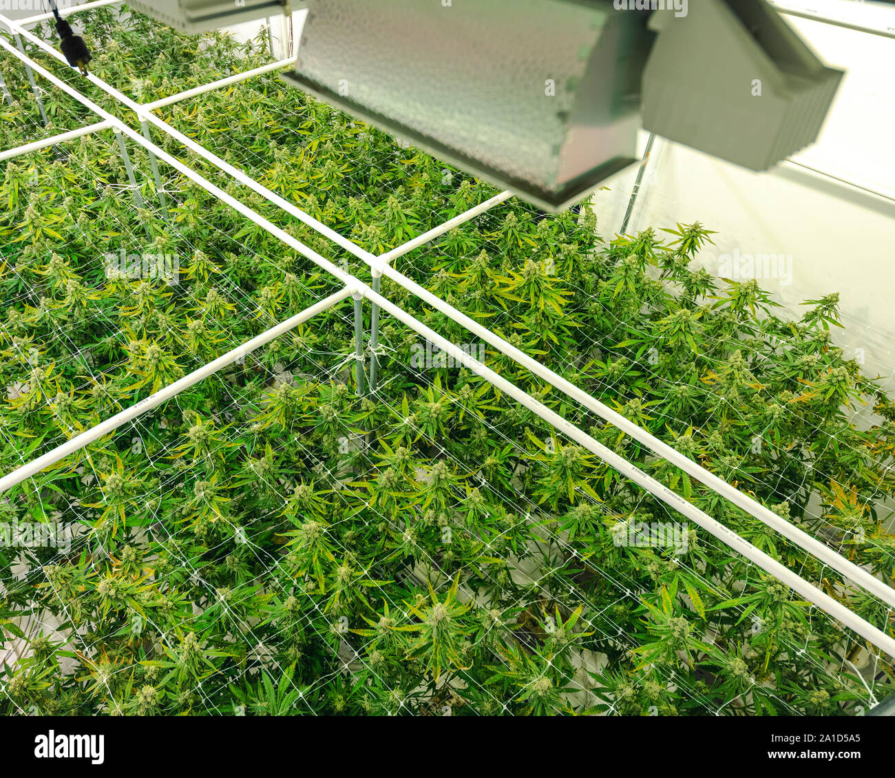 Jardin de mauvaises herbes colorées sous des lampes à l'entrepôt commercial Banque D'Images