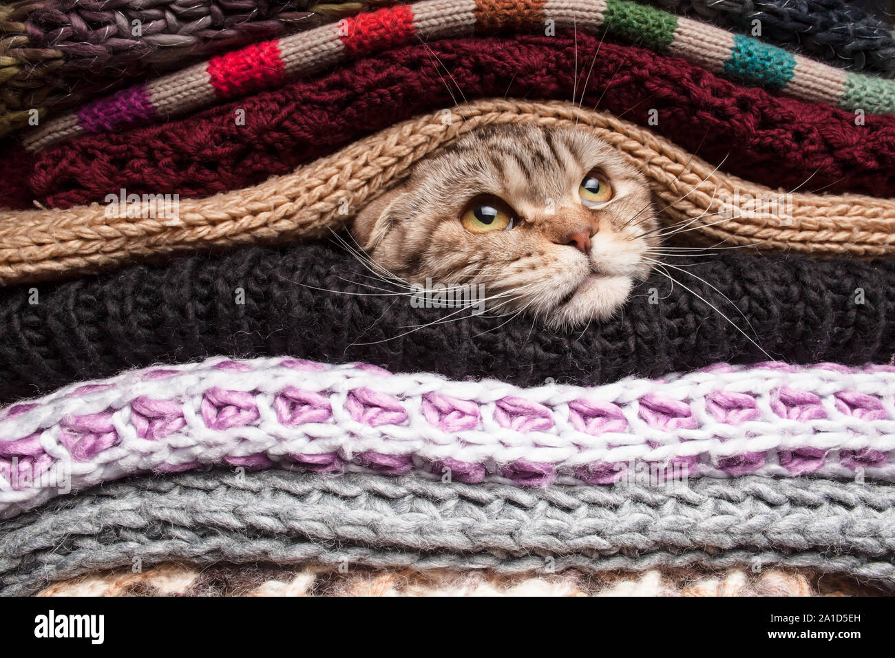 Le chat se prépare pour l'hiver, enveloppé dans une pile de vêtements en laine Banque D'Images