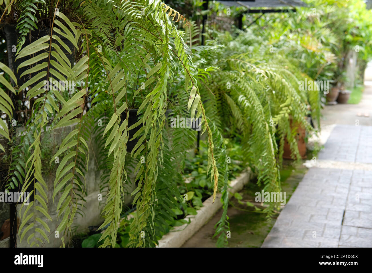 Les feuilles des plantes fougères poussant dans un jardin vertical à la maison Banque D'Images