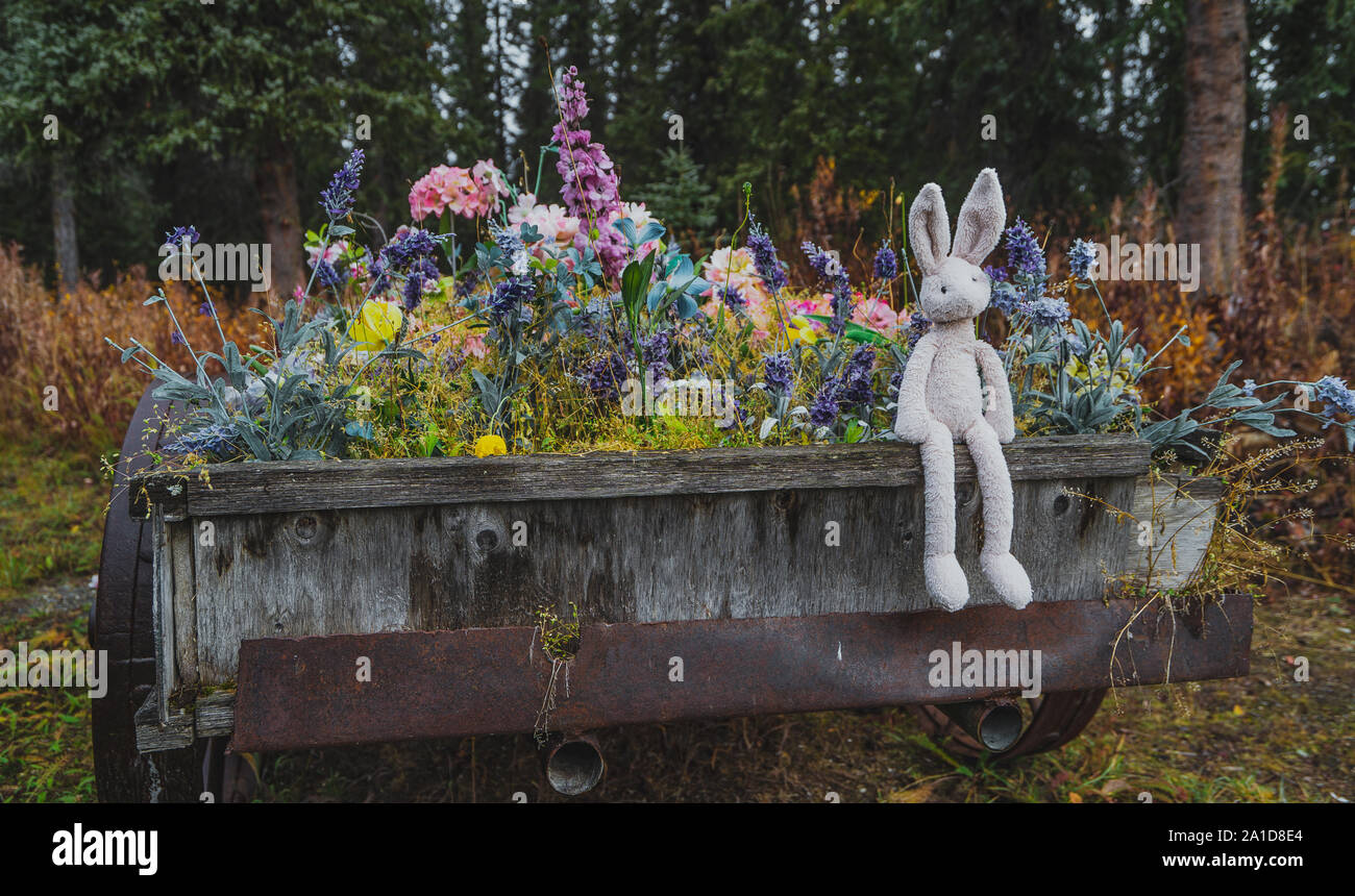 Lapin farci de fleurs sauvages de l'Alaska Banque D'Images
