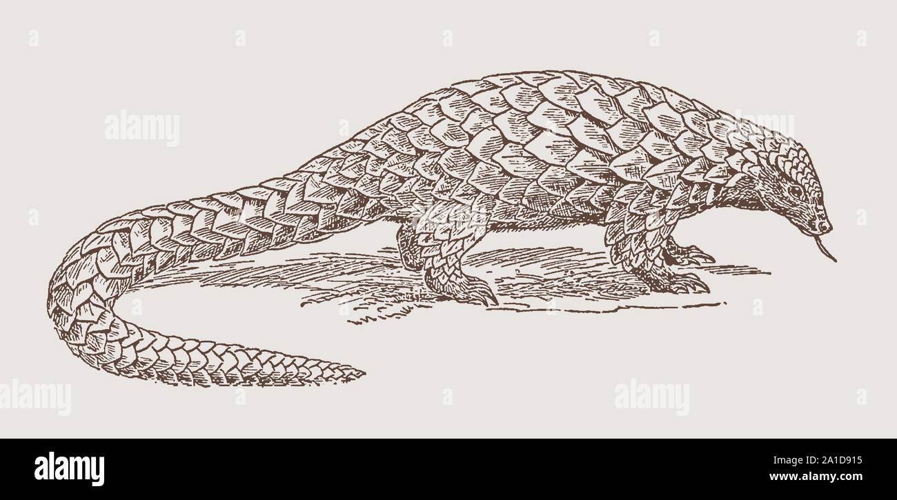 La pangoline menacée à queue longue ou à ventre noir, le phatadinus tétradactyla recouvert de écailles. Après une gravure du XIXe siècle Illustration de Vecteur