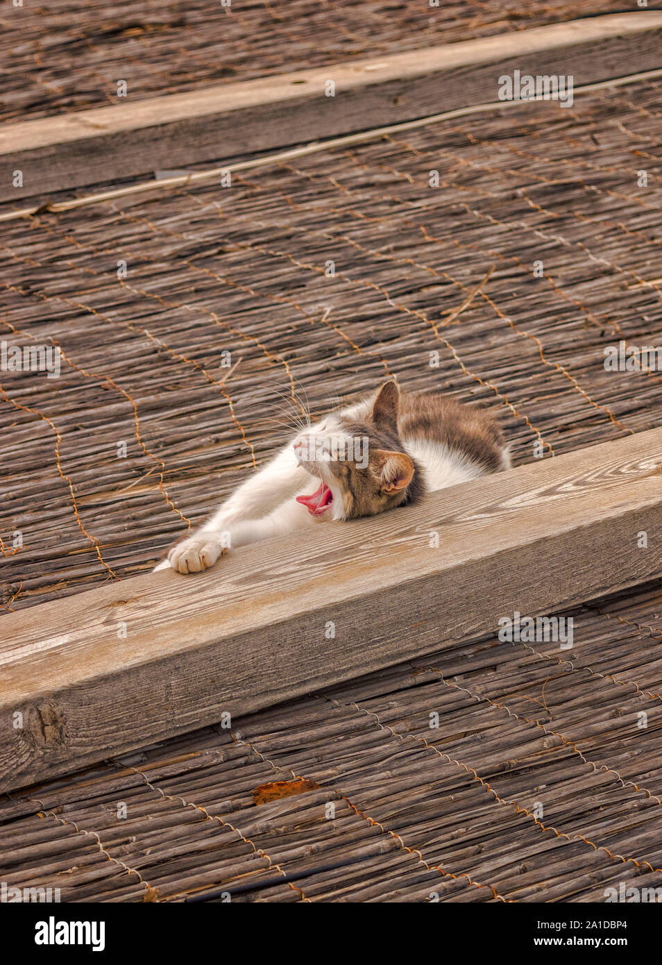 Un chat est prêt pour une sieste. Banque D'Images