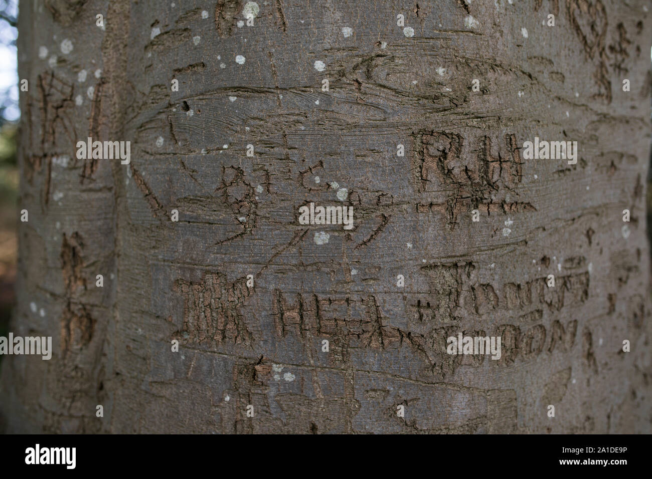 L'écorce de hêtre sculpté montrant des lettres, initiales, noms et années au niveau du tronc Banque D'Images