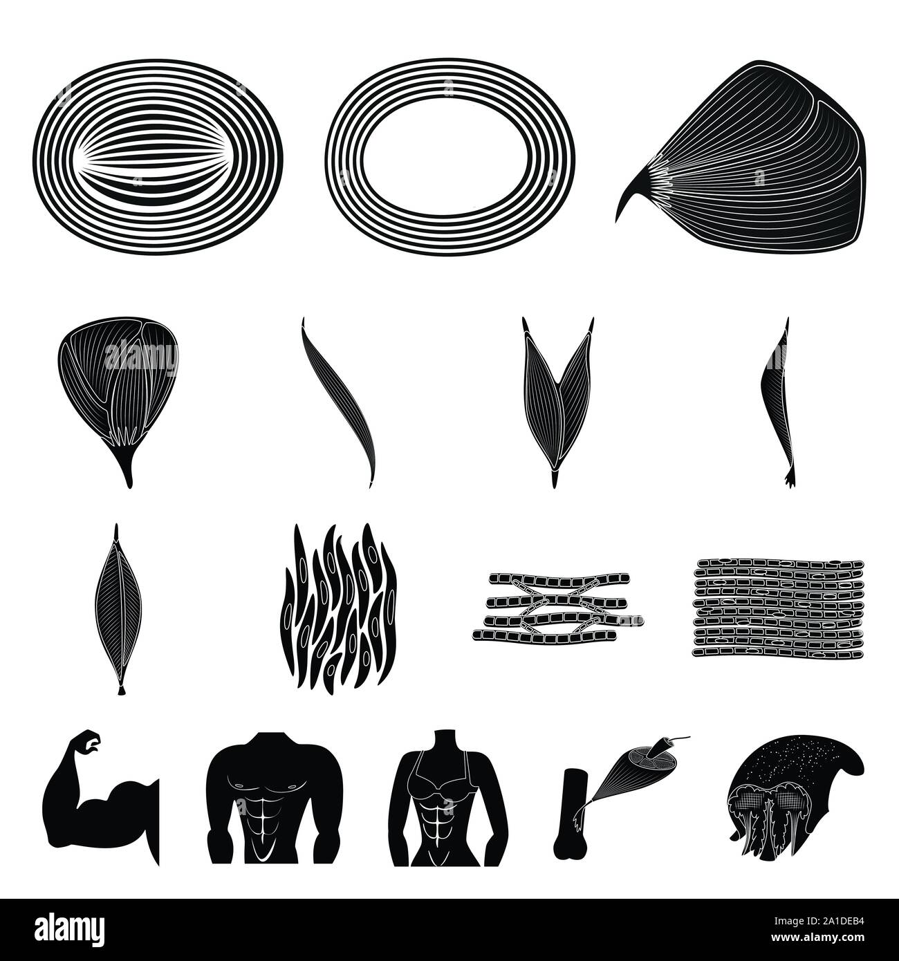 Des droits de l'illustration vectorielle et le corps signe. Collection de cellules et de l'illustration vectorielle stock. Illustration de Vecteur