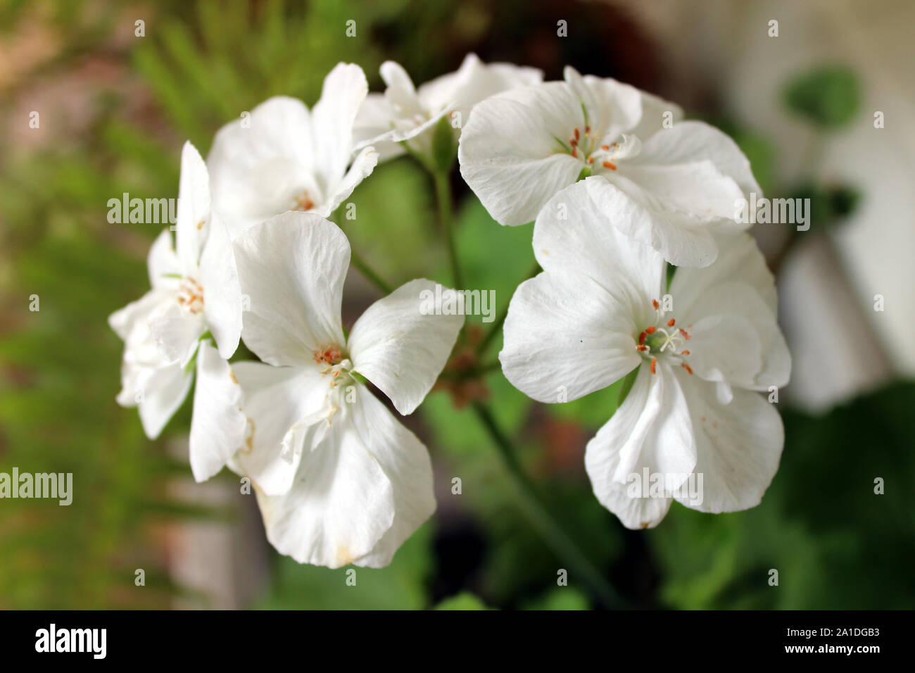 Bouquet de fleurs de Pélargonium blanc Banque D'Images