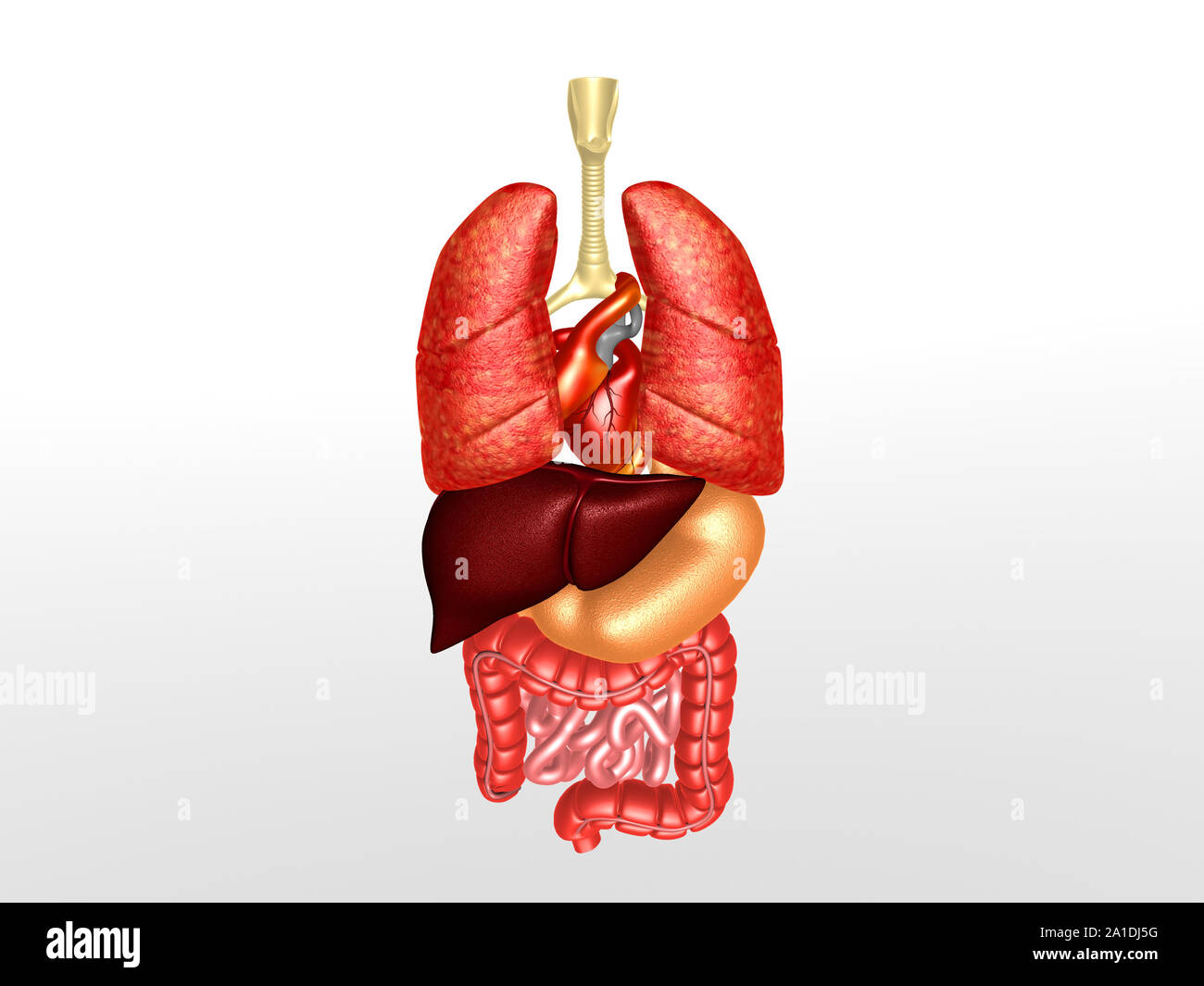 Les organes internes. 3D render Banque D'Images