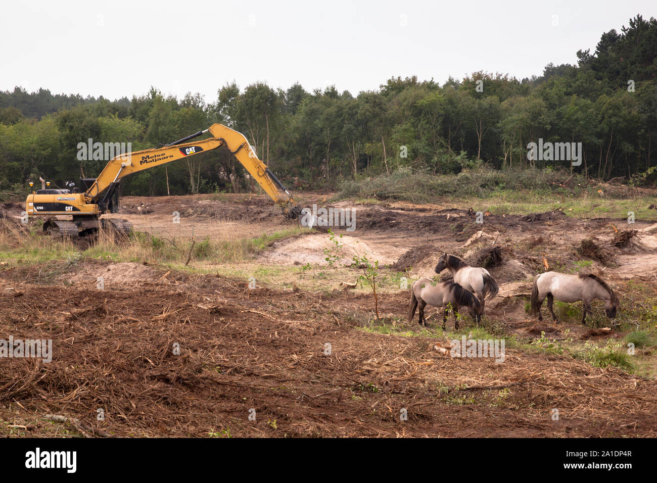 Restauration d'une vallée naturelle des dunes dans le parc naturel de l'Oranjezon près de Vrouwenpolder sur la presqu'île de Walcheren, Zélande, Pays-Bas. Chevaux Konik. Banque D'Images