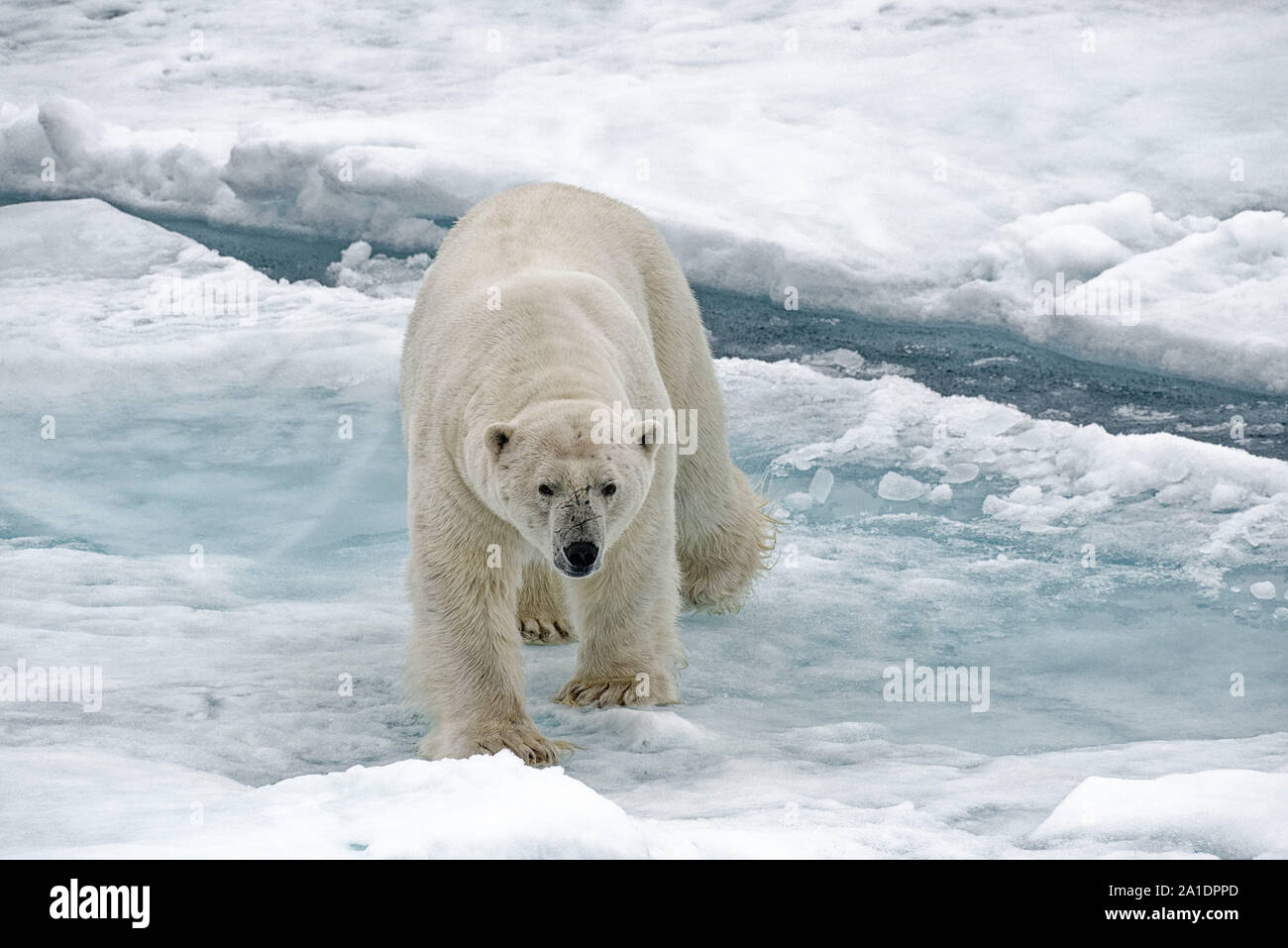 Mâle adulte, l'ours polaire (Ursus maritimus) marcher sur la banquise au nord du Spitzberg, Svalbard, Norvège Banque D'Images