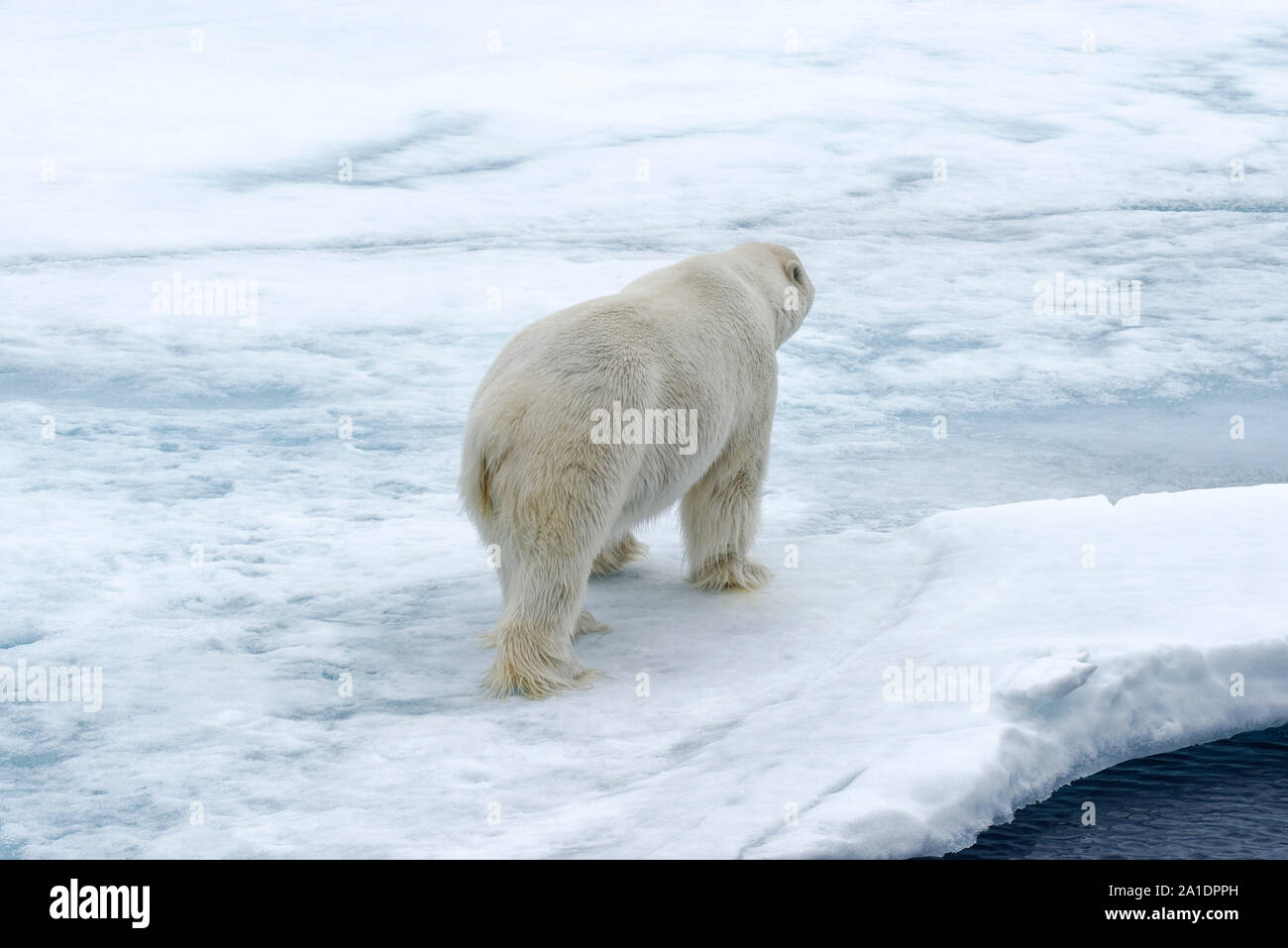 Mâle adulte, l'ours polaire (Ursus maritimus) marcher sur la banquise au nord du Spitzberg, Svalbard, Norvège Banque D'Images
