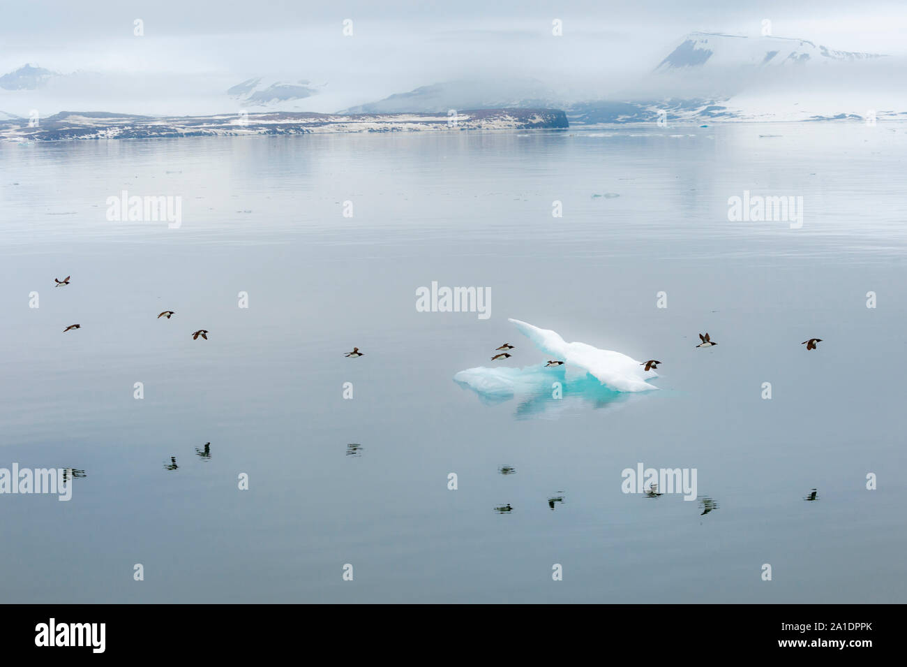 Troupeau de Guillemots de Brünnich (Uria lomvia) ou du Brunnich guillemots allongé sur le détroit d'Hinlopen, île du Spitzberg, archipel du Svalbard, Norvège Banque D'Images