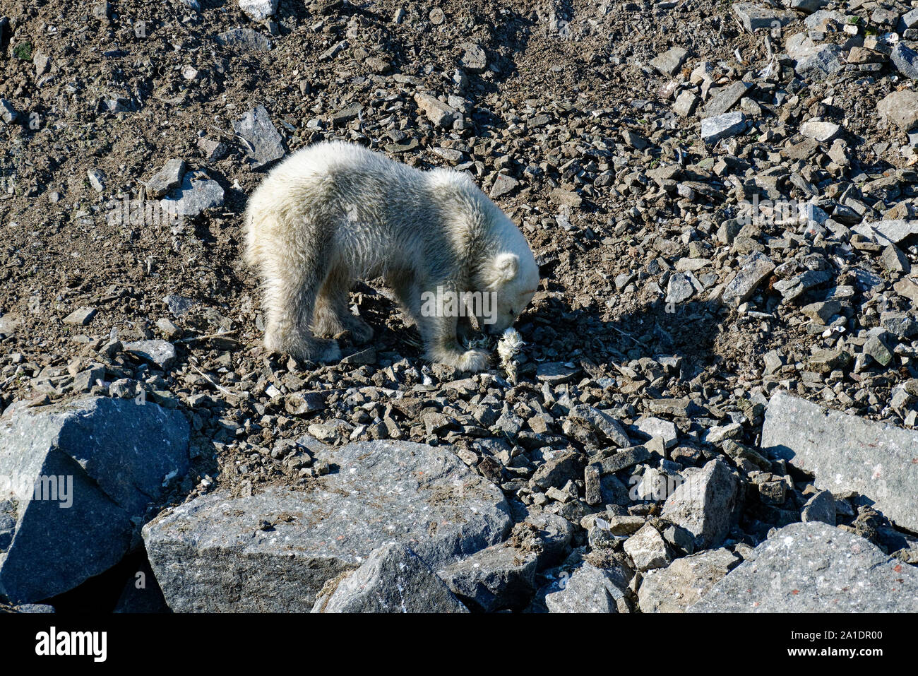 L'ours polaire (Ursus maritimus) cub de manger d'oiseaux morts à l'oiseau falaise Alkefjellet, Détroit d'Hinlopen, Svalbard, Norvège Banque D'Images