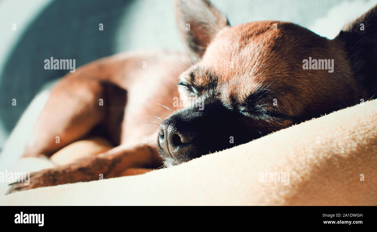 Sleepy brown chihuahua allongé sur un canapé. Focus sélectif dans son nez. Banque D'Images