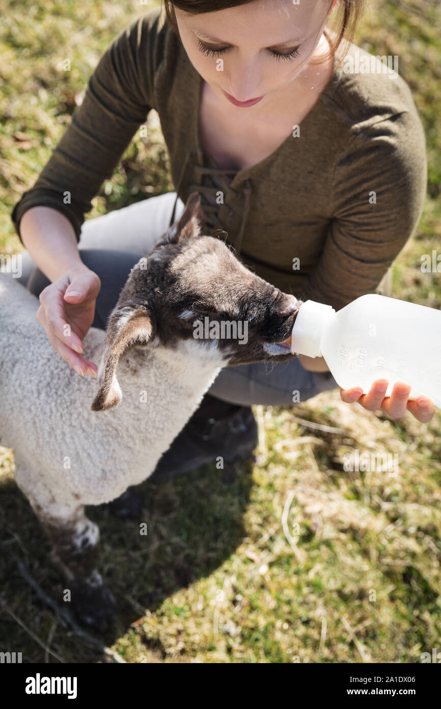 La main d'un petit mignon d'agneau, de boire une bouteille de lait Banque D'Images