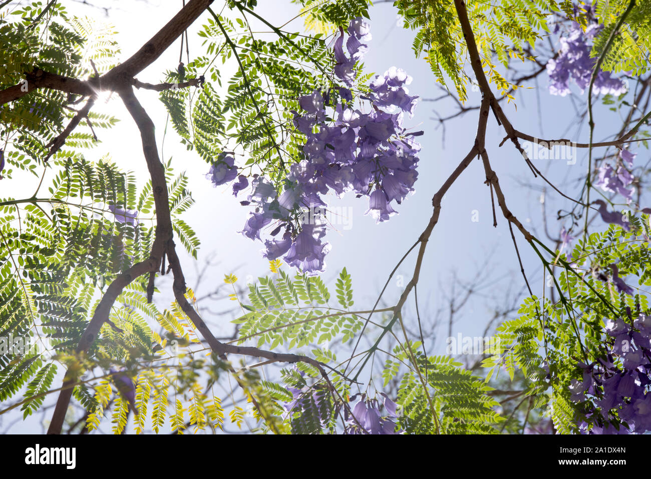 La floraison des branches d'arbres Jacaranda à Séville, Espagne. Banque D'Images