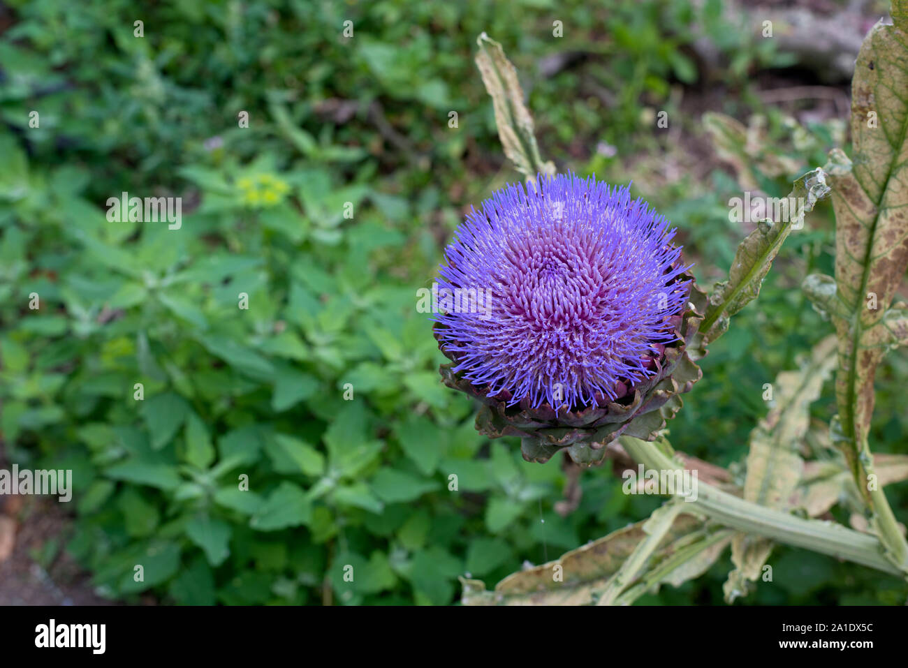 L'artichaut (Cynara scolymus) en fleurs afficher mauve. Banque D'Images