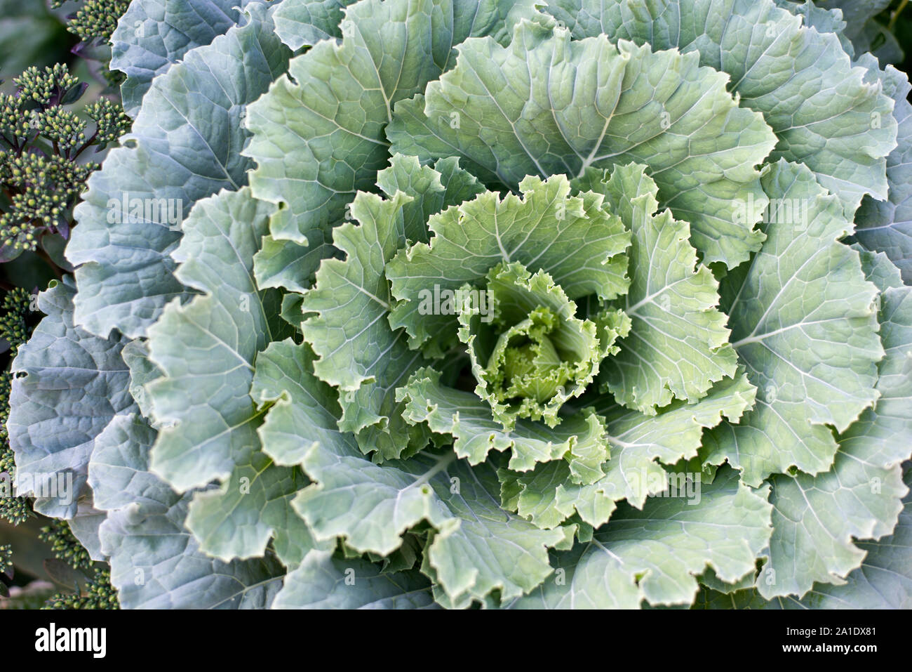 L'île Mackinac, Michigan, USA - chou (Brassica oleracea) de près. Banque D'Images