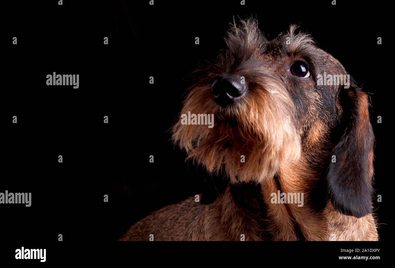 Teckel teckel sur fond noir Banque D'Images