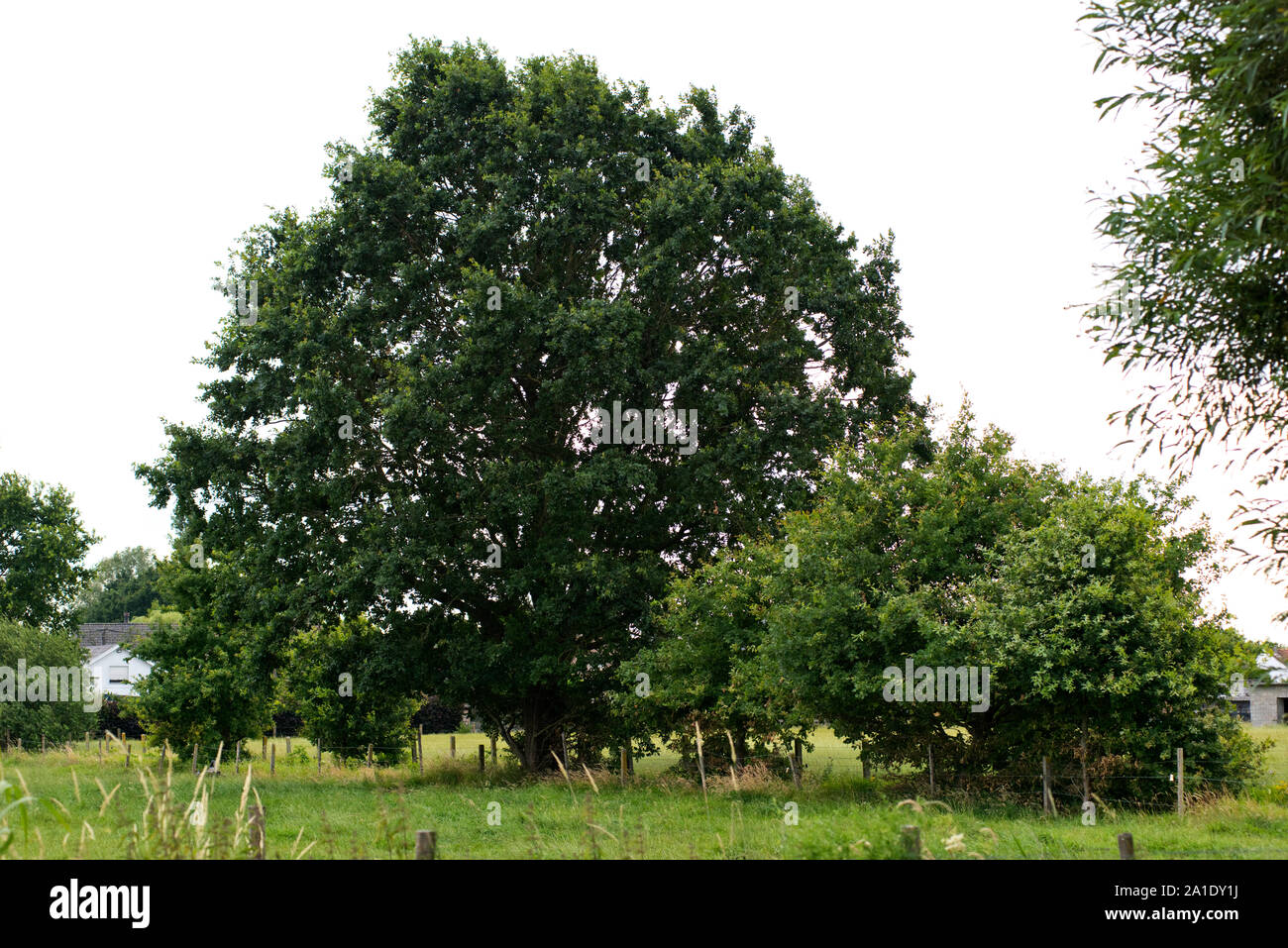 Arbre de chêne typique (quercus robur) voir à Eke, Flandre orientale, Belgique Banque D'Images