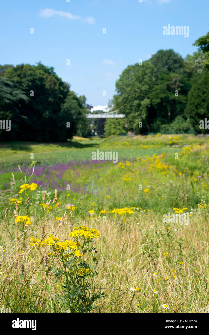 Multitude de fleurs sauvages poussent dans le Stadspark se trouve à Anvers, Flandre, Belgique. Banque D'Images