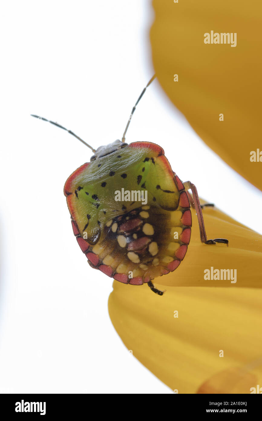 Nezara viridula bug ou le sud de l'green stink bug sur un tournesol. Un gros plan extrême d'un stink bug. Banque D'Images