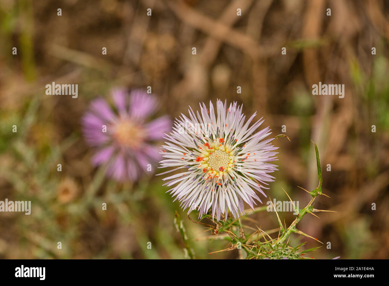 Le chardon pourpre, Galactites tomentosa en fleur. Banque D'Images