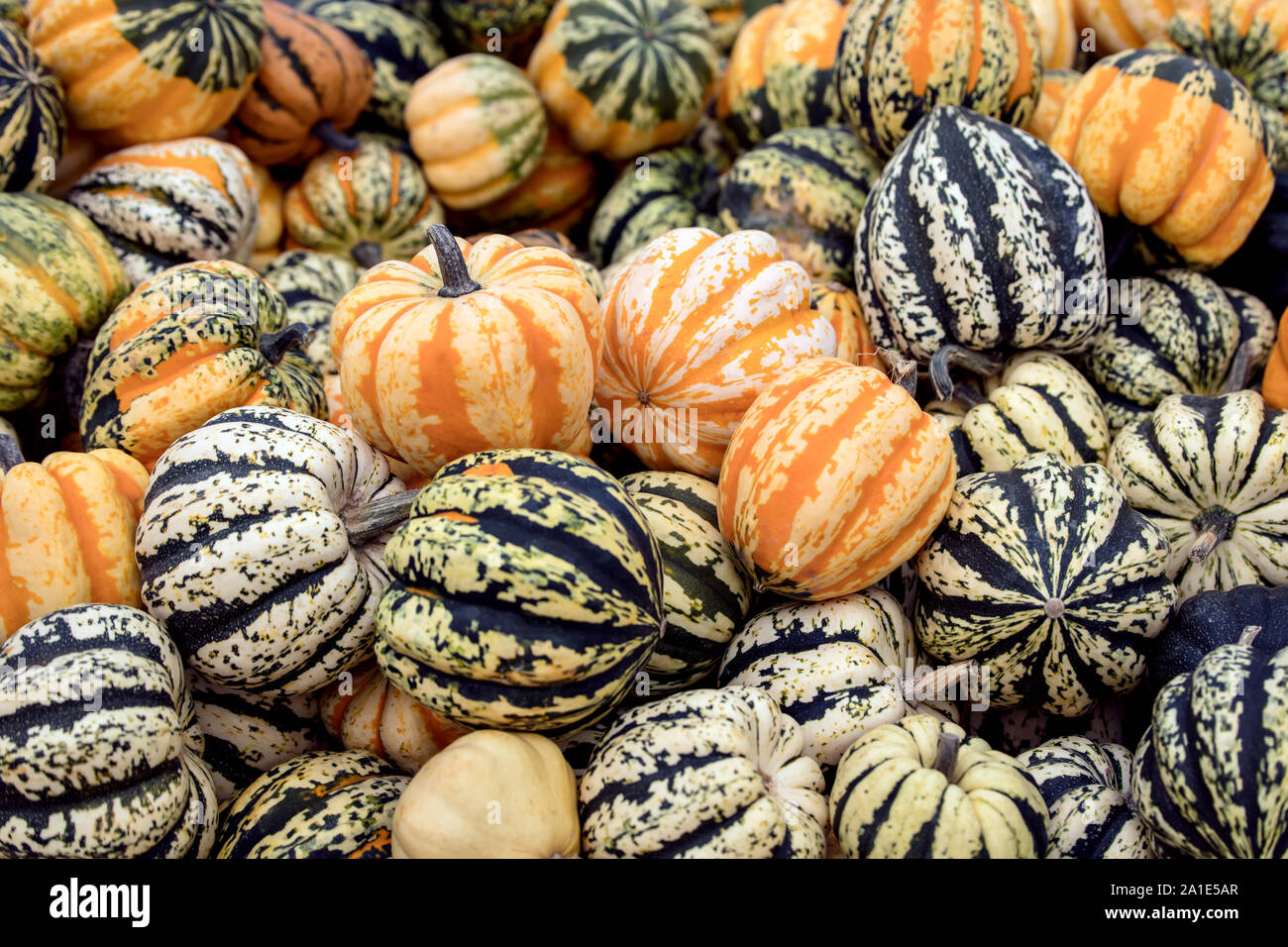 Colorful cucurbita pepo, légumes courges ou potirons pour les soupes ou  micro-ondes Photo Stock - Alamy