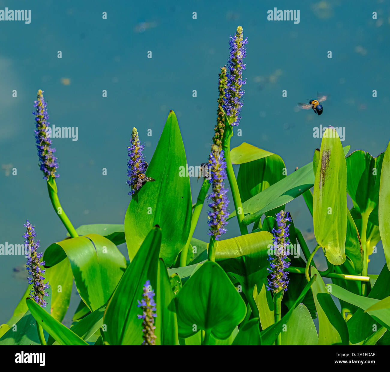 Les bourdons sur les fleurs violettes par Blue Water Banque D'Images