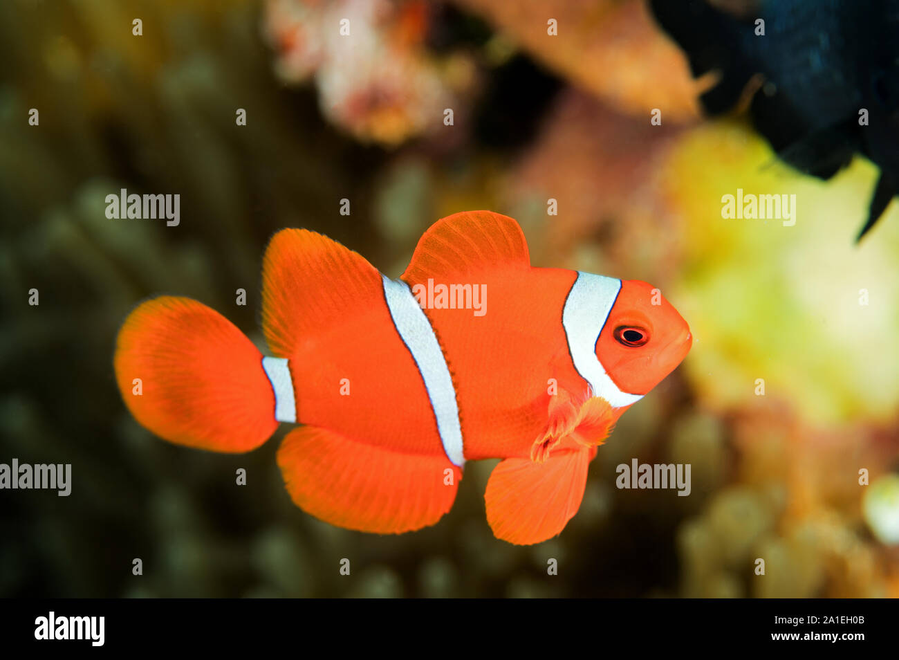 Homme spinecheek Bieculatus Premnas poisson clown, Sulawesi, Indonésie. Banque D'Images