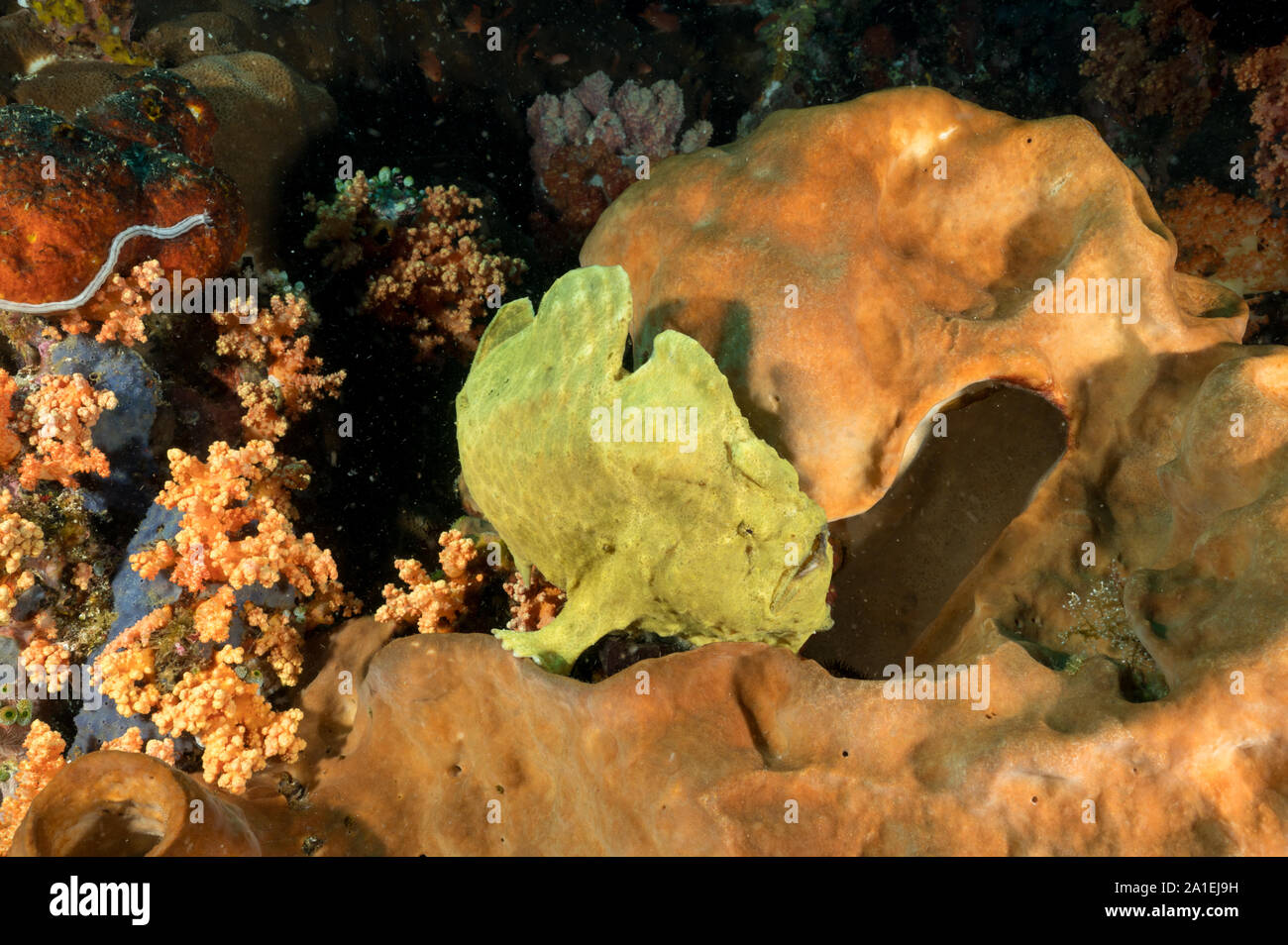 Poisson grenouille géant, Antennarius commersoni, l'île de Bangka Indonésie Sulawesi. Banque D'Images
