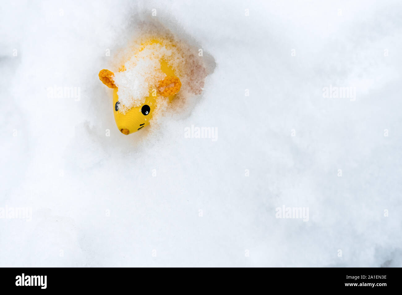 Année du Rat. Le Nouvel An chinois. Rat, Souris jaune sur la neige blanche. L'espace de copie. carte de souhaits pour les vacances d'hiver. Symbole de la nouvelle année 2020. Carte de vœux, brochure. Arrière-plan de nouvelle année 2020 Banque D'Images