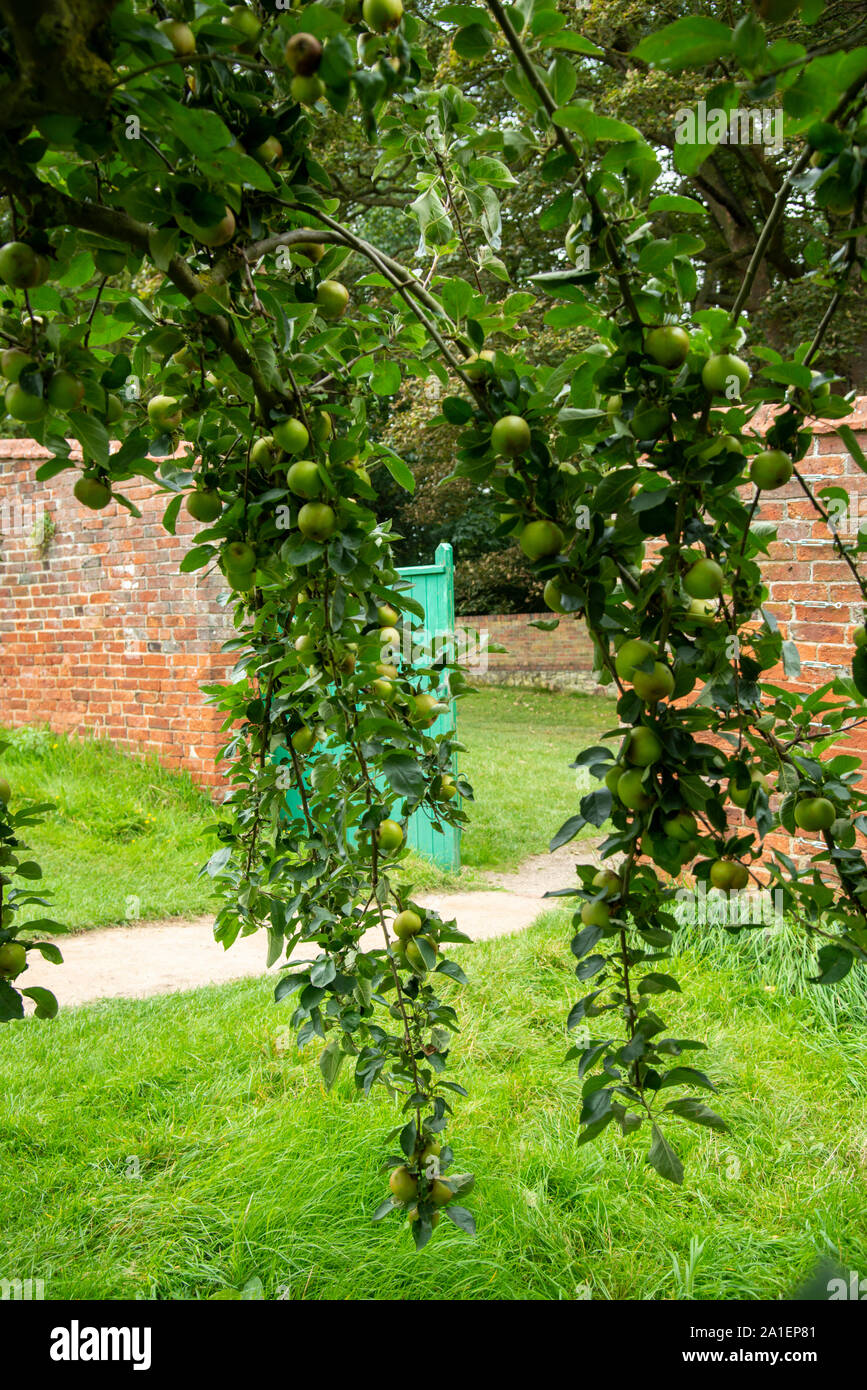 Prêt pour la récolte des pommes dans un verger Anglais Banque D'Images