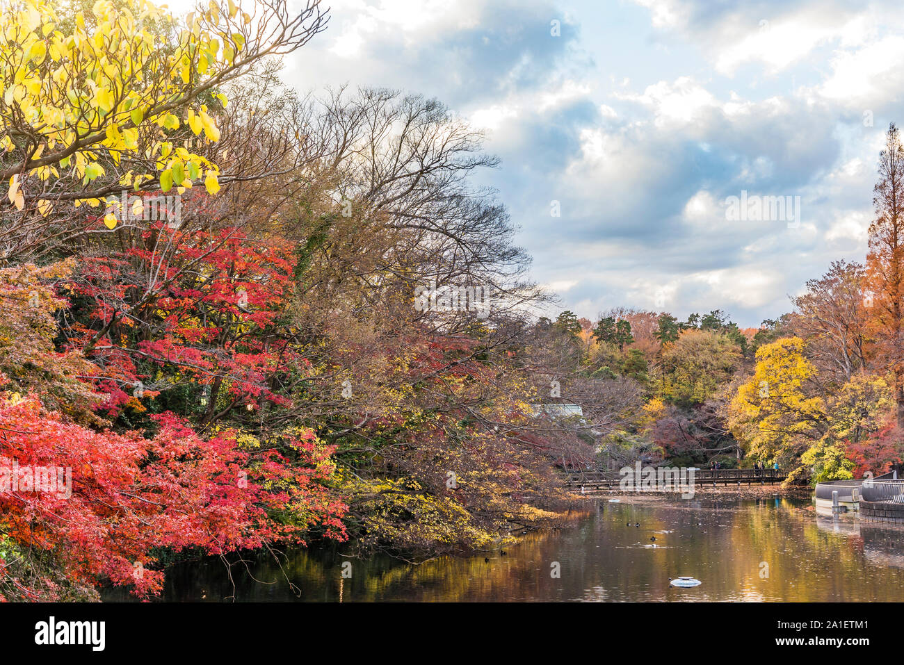 Étang de Kichijoji Parc d'Inokashira à Mitaka City et Kichijouji. Banque D'Images