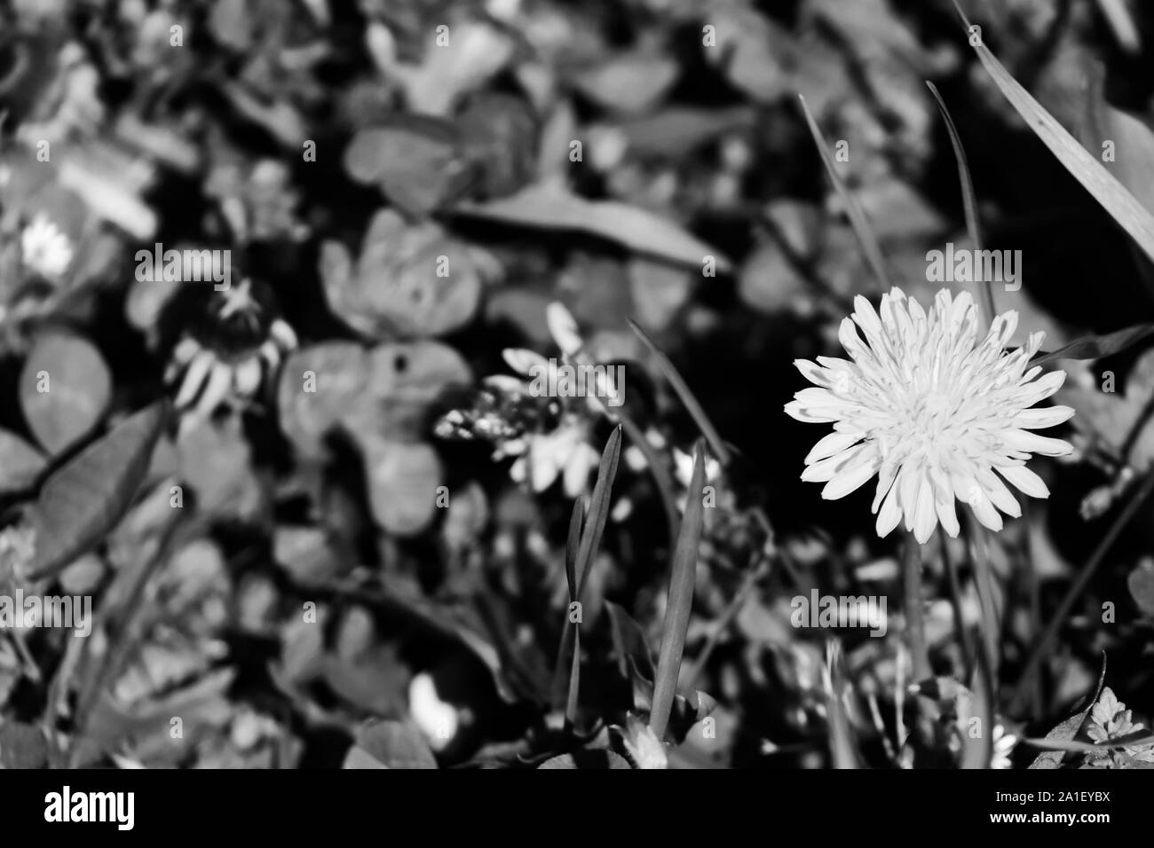 Pissenlit noir et blanc Banque D'Images