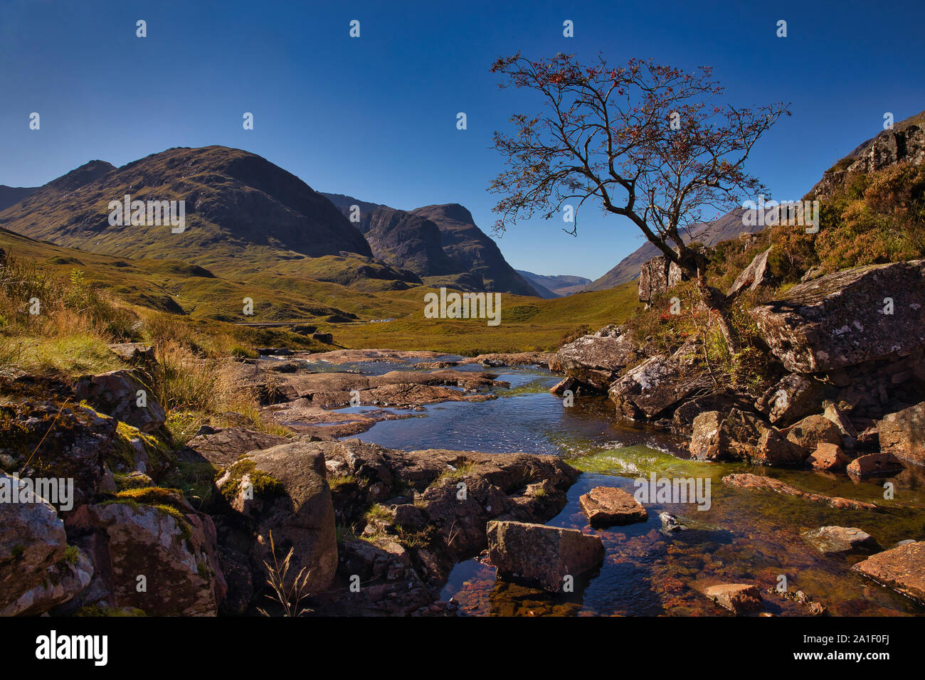 Rowan Tree de plus en plus un gros rocher, Glencoe, en Écosse. Highlands Banque D'Images